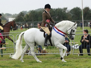 New Supreme Champion for Moreton Show - 05.04.2017